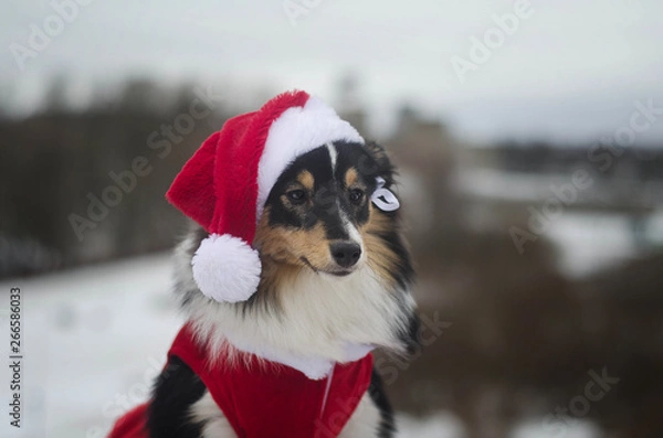 Obraz Sheltie