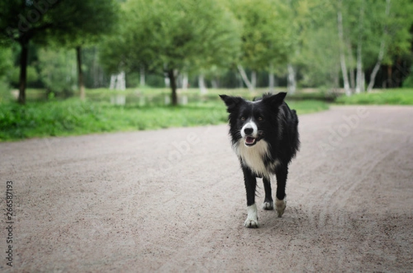 Obraz Border collie