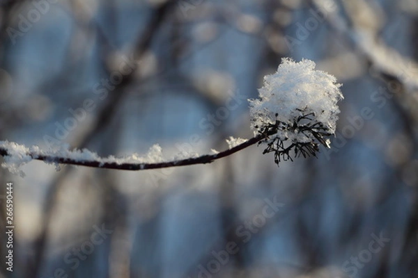 Fototapeta branches covered with snow