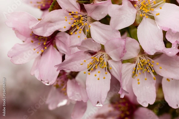 Fototapeta flowers of cherry tree