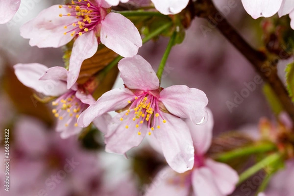 Fototapeta sakura flowers. hanami