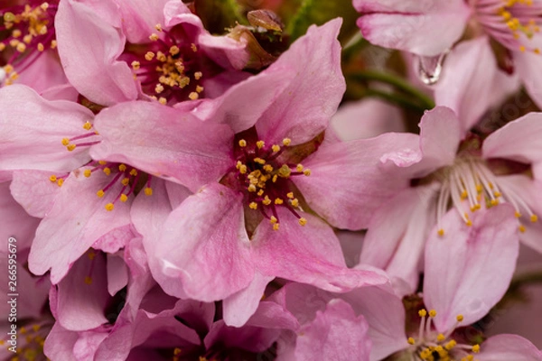 Fototapeta sakura flower