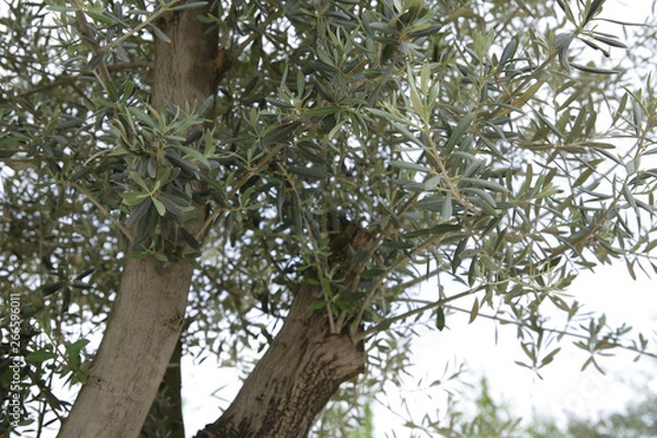 Fototapeta Branch of olive tree with young leaves