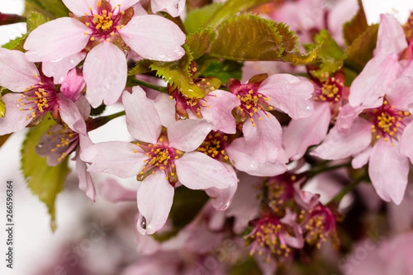 Fototapeta blooming cherry tree in spring