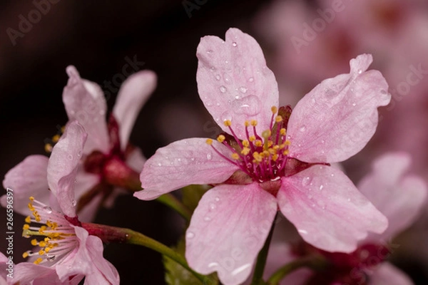 Fototapeta blooming cherry tree in spring