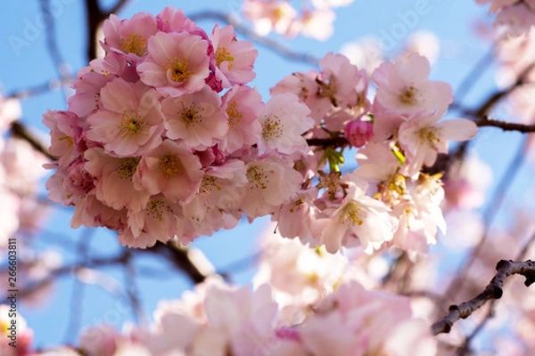 Obraz Primavera en esplendor