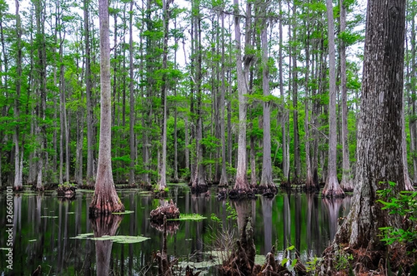 Obraz Cypress Forest