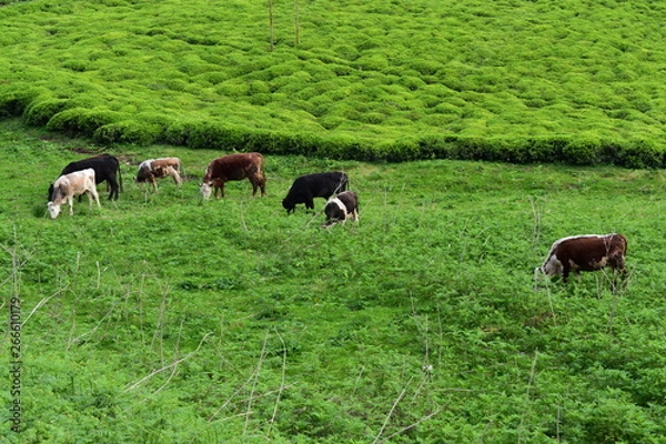 Fototapeta herd of cows grazing in field