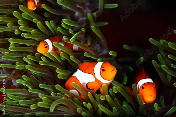 Obraz Clownfishes in anamone