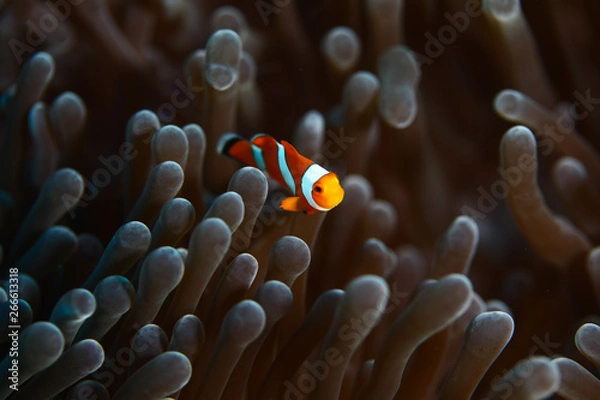 Obraz clownfish in anamone