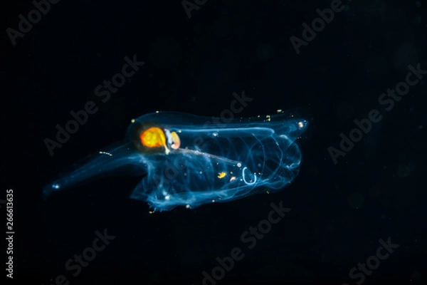 Obraz blackwater diving creature