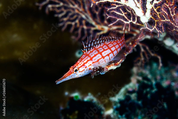 Obraz long nose hawkfish