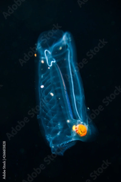 Obraz blackwater diving creature