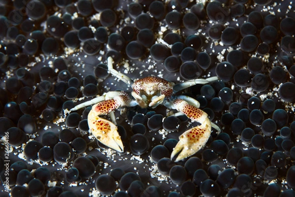Obraz crab on coral