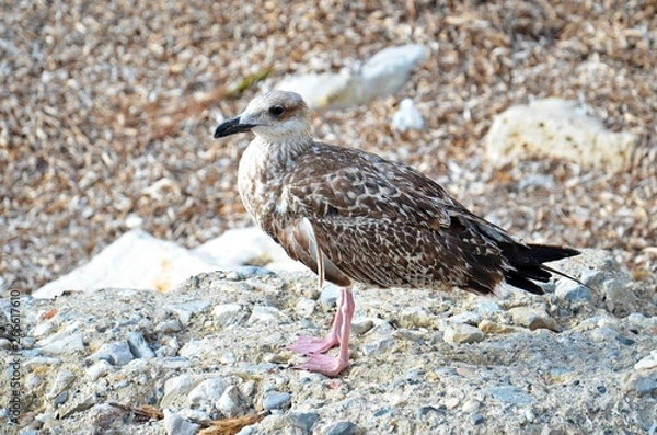 Obraz Standing seagull