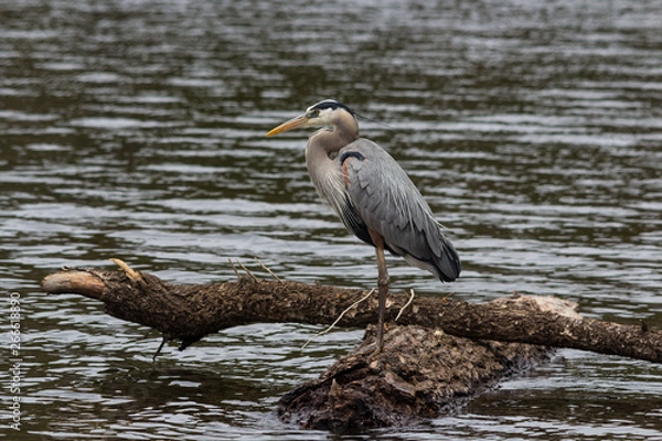 Obraz Blue Heron profile