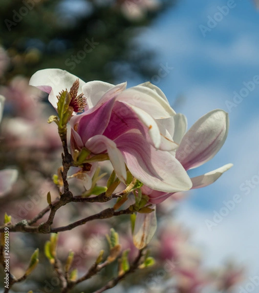 Obraz magnolia