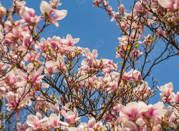 Obraz Hanami t Ree s