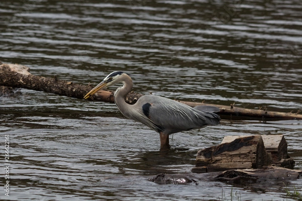Obraz Blue Heron catches fish