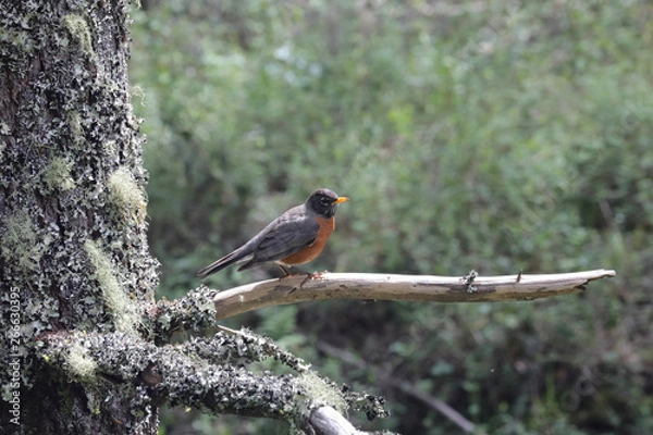 Obraz Robin relaxing
