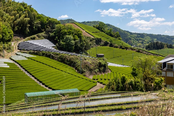 Obraz 京都　和束の茶畑