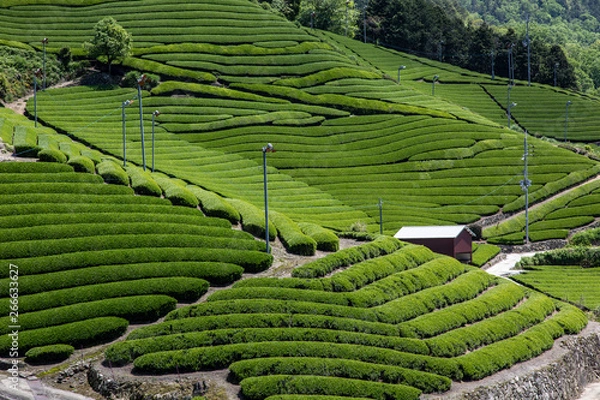 Obraz 京都　和束の茶畑