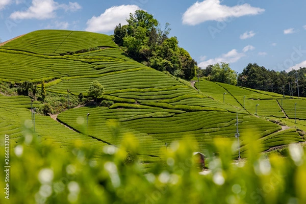 Obraz 京都　和束の茶畑