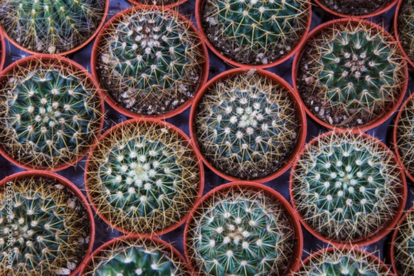 Obraz mini cactus décoration