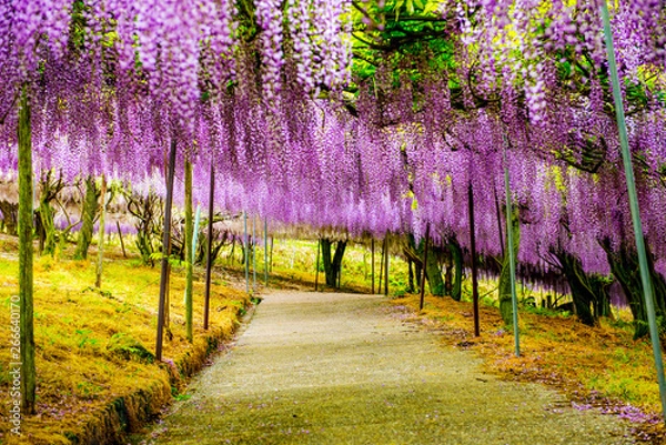 Fototapeta 千財農園の藤