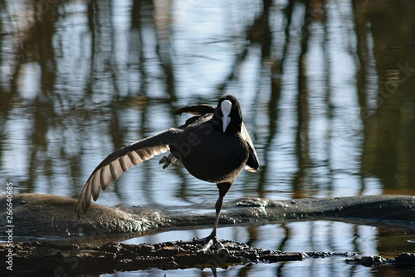 Obraz Blässhuhn Ballett