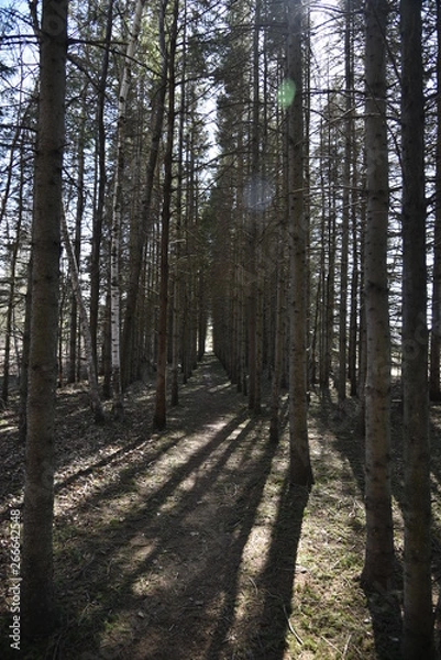 Fototapeta path in forest