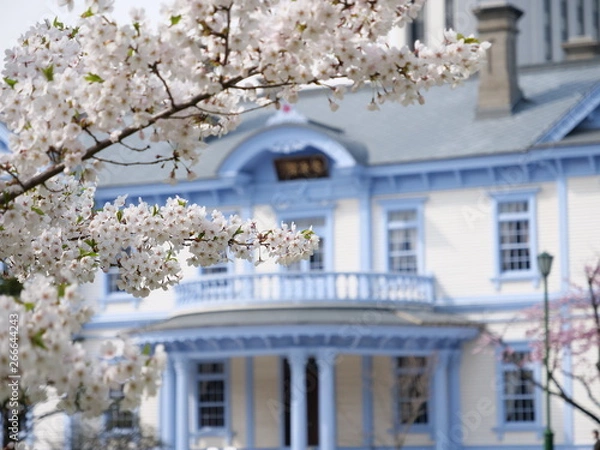 Obraz さくら、sakura