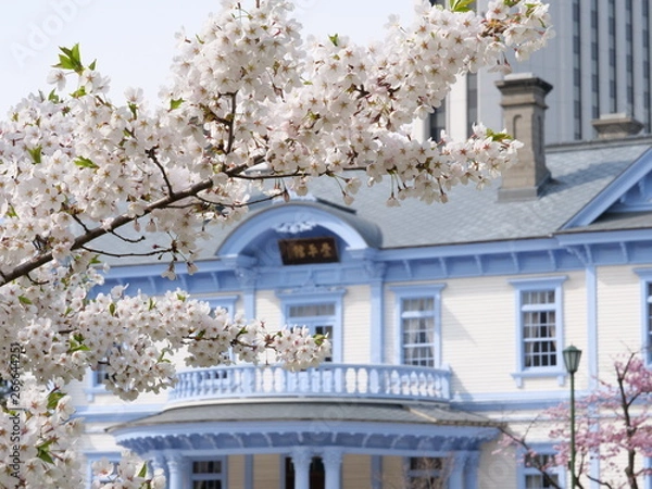 Obraz さくら、sakura