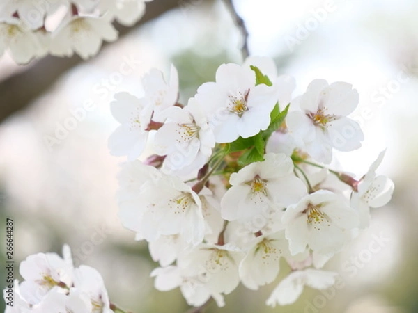 Obraz さくら、sakura