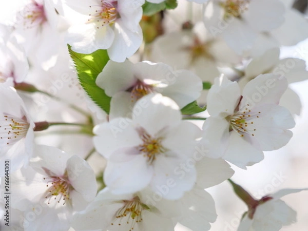 Obraz さくら、sakura