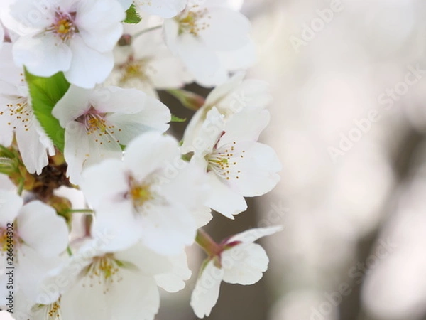 Obraz さくら、sakura