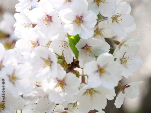 Obraz さくら、sakura