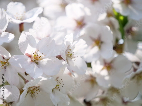 Fototapeta さくら、sakura