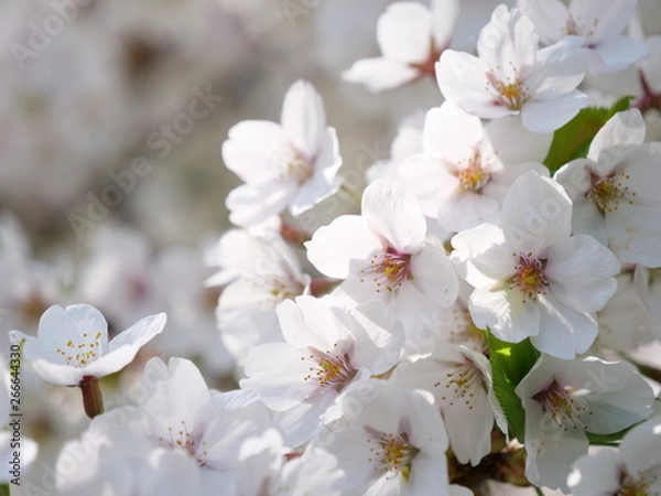 Obraz さくら、sakura