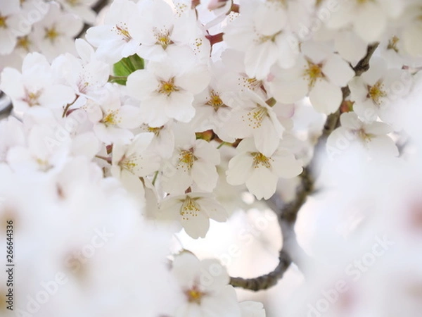 Obraz さくら、sakura