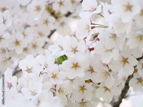 Obraz さくら、sakura