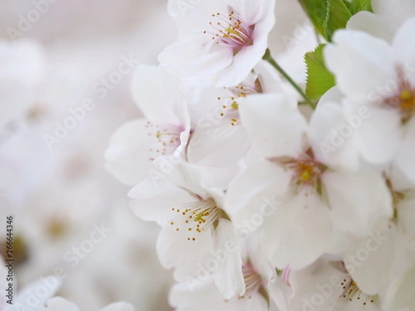 Obraz さくら、sakura