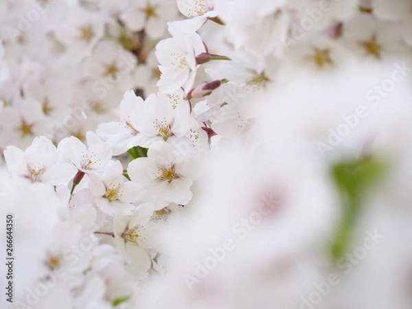 Obraz さくら、sakura