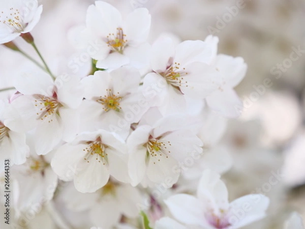 Obraz さくら、sakura