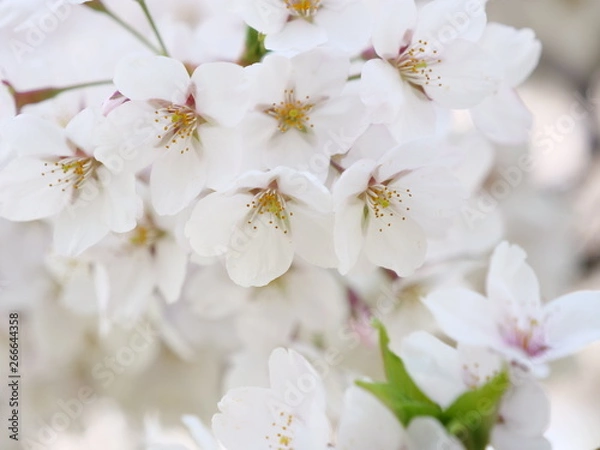 Obraz さくら、sakura