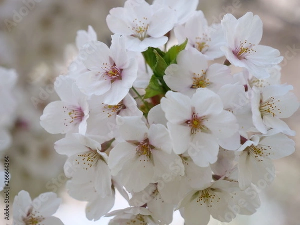 Obraz さくら、sakura