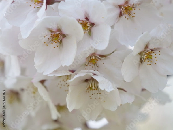 Obraz さくら、sakura