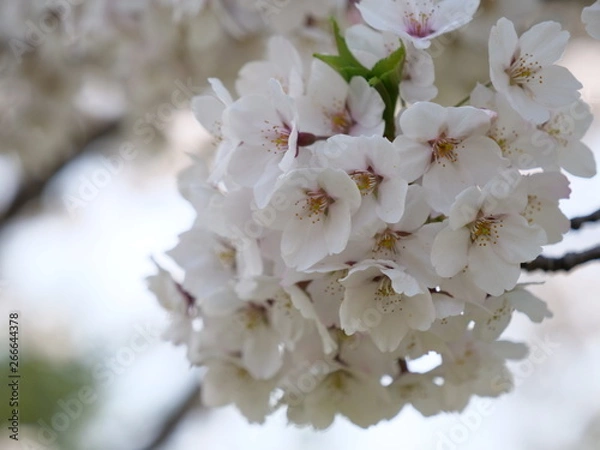 Obraz さくら、sakura