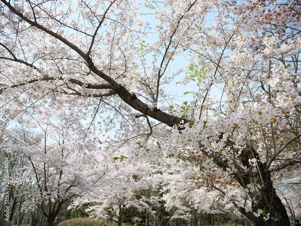 Obraz さくら、sakura