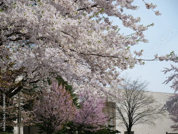 Obraz さくら、sakura